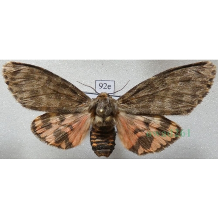 Olepa schleini Witt et al., 2005 female Isreal92e RARE!!!
